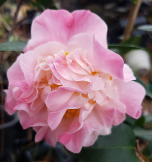 High Fragrance Camellia, Camellia x 'High Fragrance'